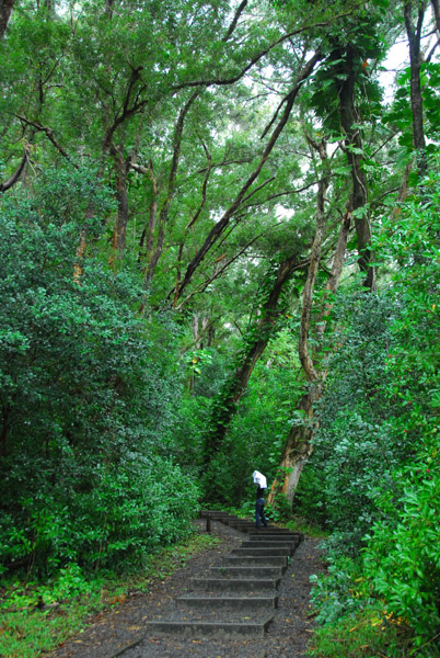 Waikamoi Nature Trail, 27 miles prior to Hana