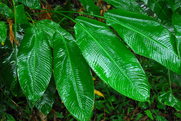 Large wet leaves, Waikamoi Nature Trail