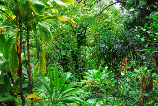 In the jungle, Waikamoi Nature Trail