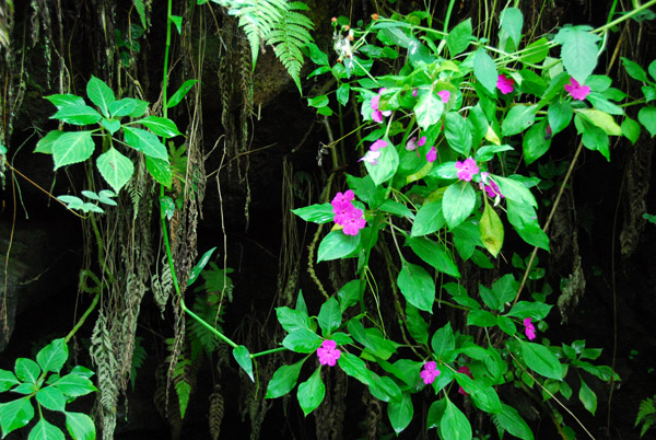Flowers dangling into the cave entrance