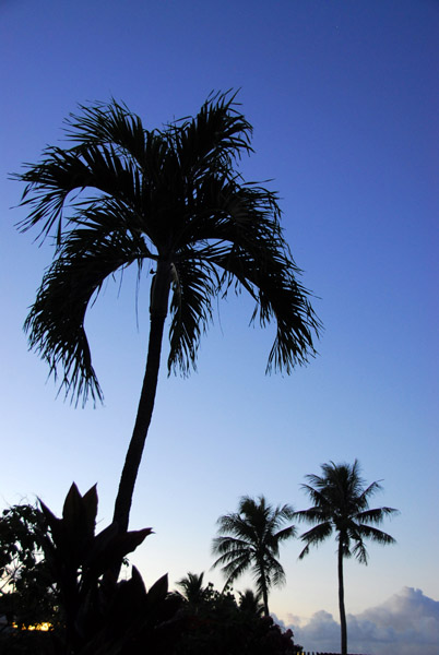 Tumon Bay palm at dusk