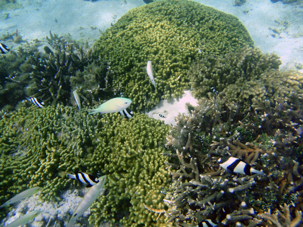 Small reef fish and coral right off the beach, Tumon Bay