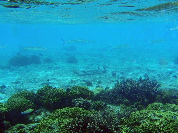 Reef needlefish (Strongylura incis) Tumon Bay