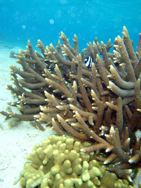 Staghorn coral, Tumon Bay