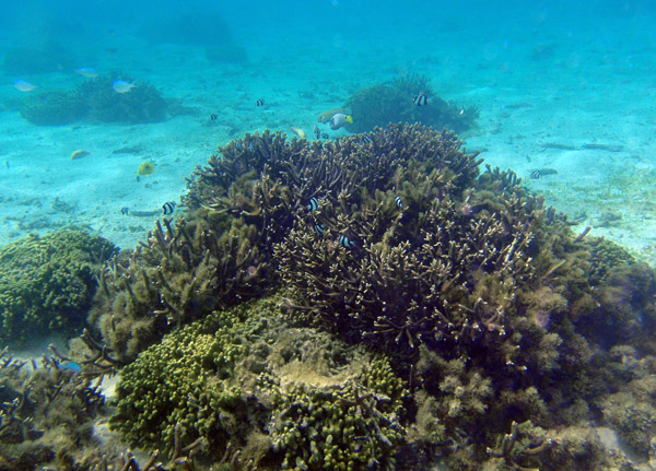 Coral of Tumon Bay, Guam