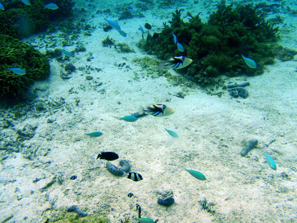 Reef fish,Tumon Bay