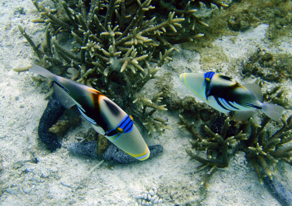 White-barred triggerfish (Rhinecanthus aculeatus)