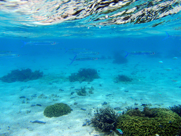 Reef needlefish (Strongylura incis) swiming near the surface, Tumon Bay