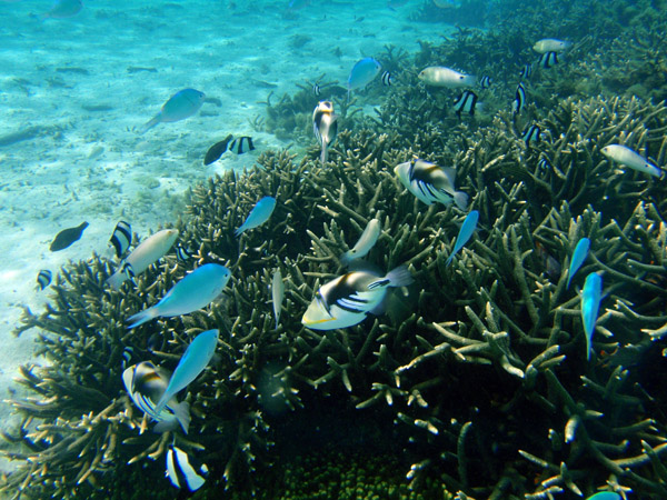 Several white-barred triggerfish (Rhinecanthus aculeatus) over the shallow reef in Tumon Bay