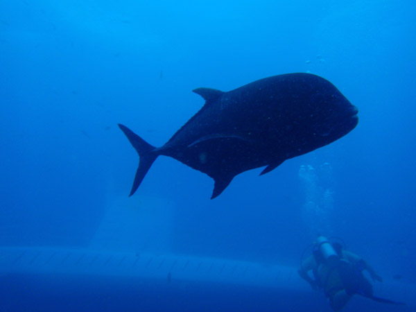 Giant trevally (Caranx ignobilis) and yes.....