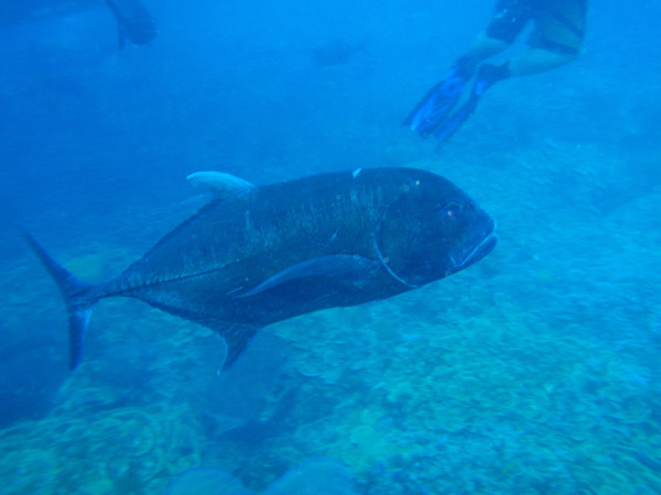 Giant trevally (Caranx ignobilis)