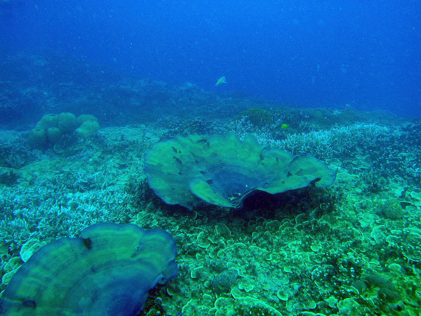 Gab Gab Reef, Apra Harbor, Guam