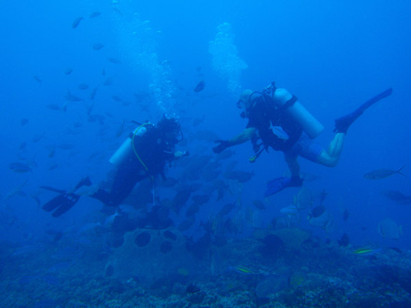 Divers in a large mixed school of fish, Gab Gab Reef
