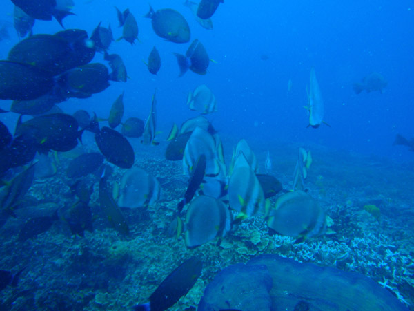 Mixed school of batfish and surgeonfish, Apra Harbor, Guam