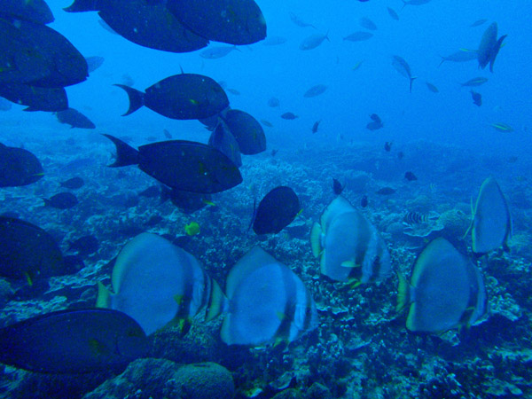 Yellowfin surgeonfish (Acanthurus xanthopterus) and Orbicular Batfish (Platax orbicularis)