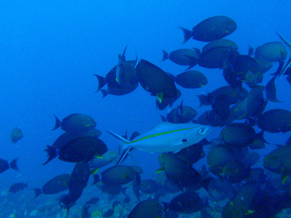 Gold-striped fusiliers (Caesio caerulaurea) with Yellowfin surgeonfish (Acanthurus xanthopterus)