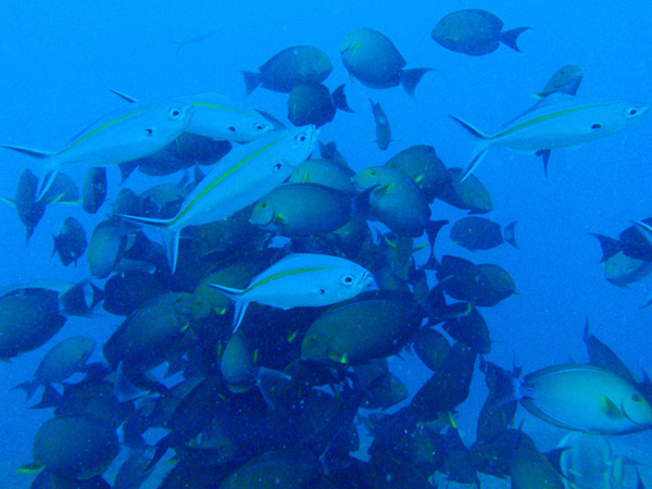 Gold-striped fusiliers (Caesio caerulaurea) with Yellowfin surgeonfish (Acanthurus xanthopterus)