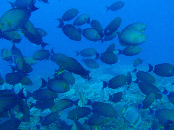 Yellowfin surgeonfish (Acanthurus xanthopterus) Gab Gab Reef, Apra Harbor, Guam