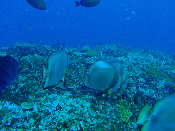 Orbicular Batfish (Platax orbicularis), Gab Gab Reef