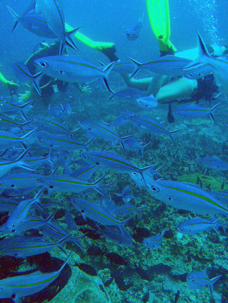 Gold-striped fusiliers (Caesio caerulaurea) with divers