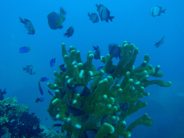 Coral and reef fish on the Tokai Maru