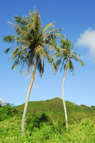 Palm trees on the east coast of Guam