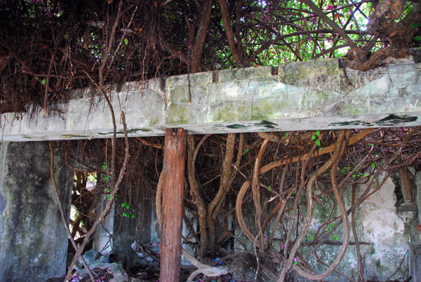 This old house is only being held up by the roots of the tree growing inside it