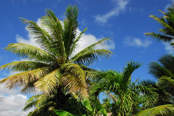 Palm tree, southern Guam