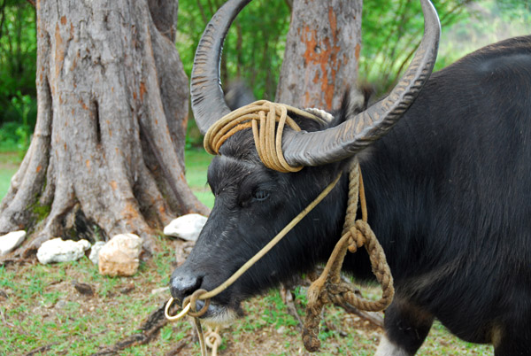 Water Buffalo tied up for tourists outside Fort Soledad