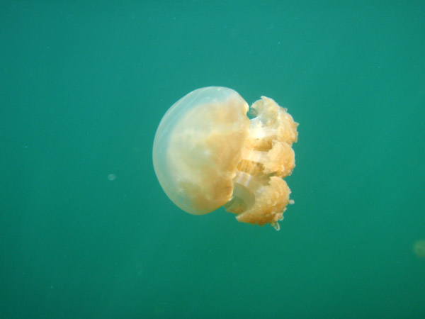 Cut off from the sea and its predators, the Golden Jelly (Mastigias etpisoni) lost its sting