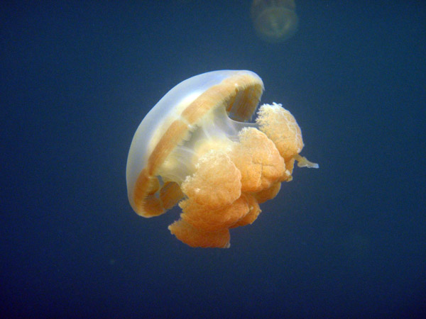 Golden Jelly (Mastigias etpisoni) Jellyfish Lake, Palau