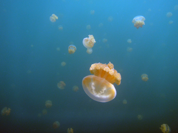Jellyfish Lake, Ongeim'l Tketau in Palauan, is a salt water lake home to 10 million jellyfish