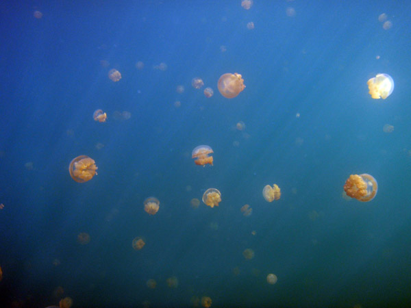 Jellyfish Lake is in Eil Malk, one of the Rock Islands of Palau