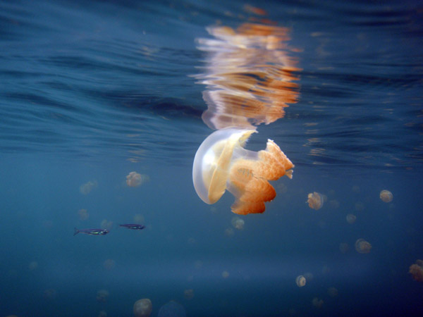 Jellyfish at the lake surface, Palau