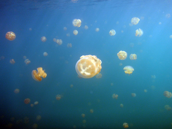 Golden Jelly (Mastigias etpisoni) Jellyfish Lake