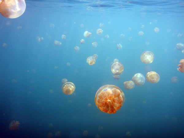 Golden Jelly (Mastigias etpisoni) Jellyfish Lake