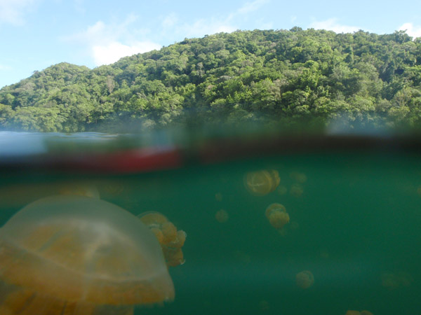Palau's Jellyfish Lake from above and below the surface