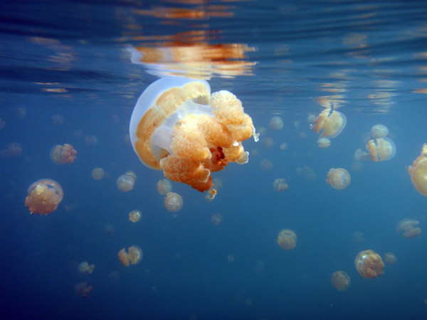 Jellyfish at the surface of Jellyfish Lake, Palau