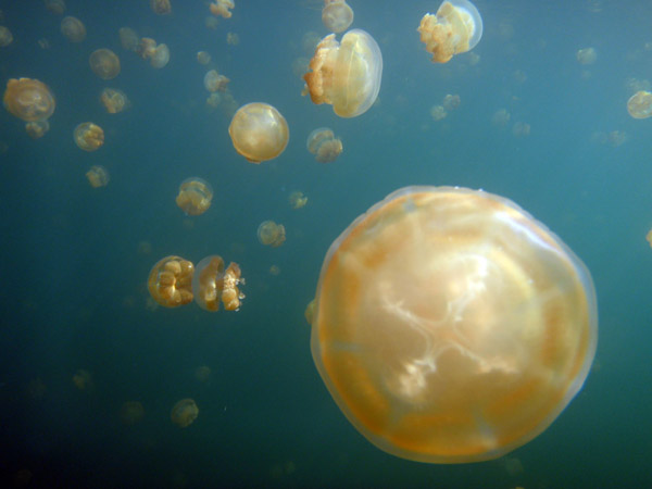 Golden Jelly (Mastigias etpisoni) Jellyfish Lake, Palau