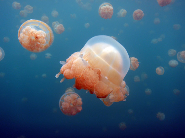 Golden Jelly (Mastigias etpisoni) Jellyfish Lake, Palau