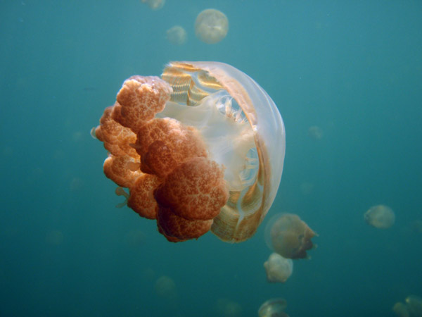 Golden Jelly (Mastigias etpisoni) Jellyfish Lake, Palau