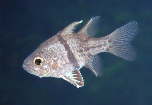 Orbiculate Cardinalfish (Sphaeramia obicularis) Jellyfish Lake, Palau