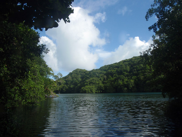 Jellyfish Lake, Palau