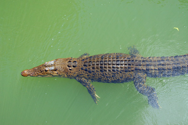 Small saltwater crocodile on the Ngerdorch River, Babeldaob, Palau