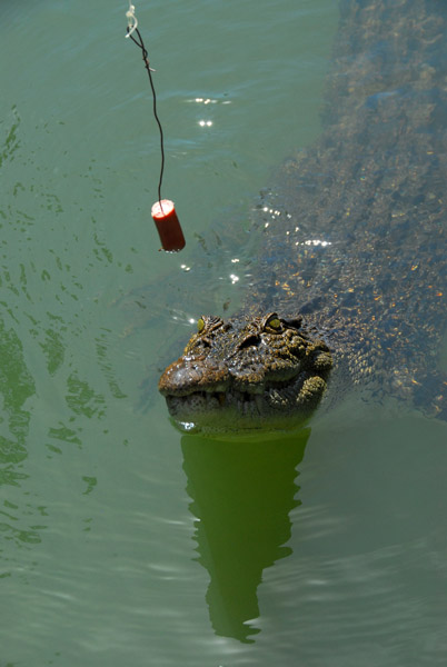 The boat operator feeding the croc