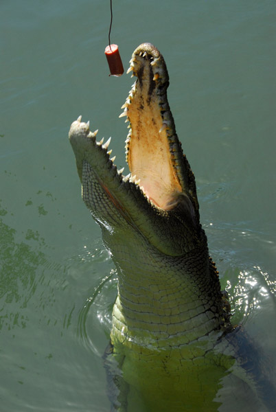 Saltwater crocodile lunging for the hot dog