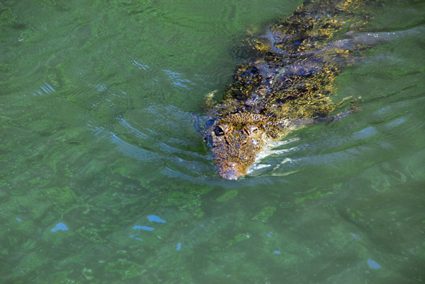 A second Saltwater Crocodile resident near the mouth of the river