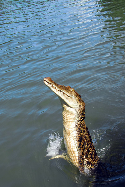 Crocodile alongside the boat