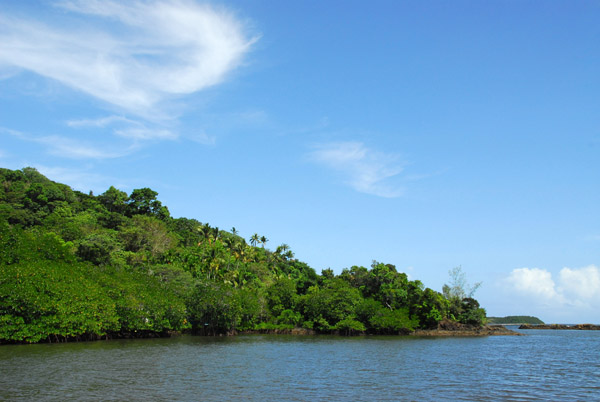 Mangrove forest at the mouth of the Ngerdorch River