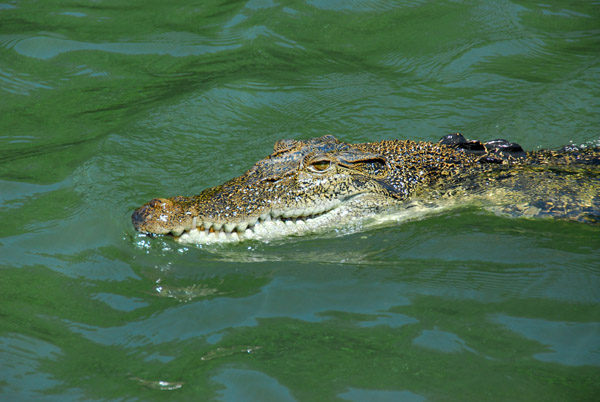 The first crocodile comes back to see if there are anmore handouts
